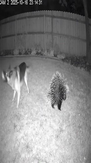 CCTV Captures Dog Attacking Porcupine Painful Ending #Shorts