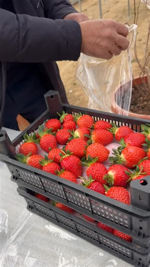 Пластмассовые ящики. on Instagram: "Qulupnay uchun qutilar Hajmi: 300x200x75 Sig’im: 1,5-2kg Qutining og’irligi: 170 gr 📲 +99898 124 03 88"