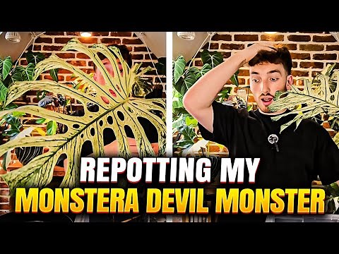 Repotting My Monstera Devil Monster