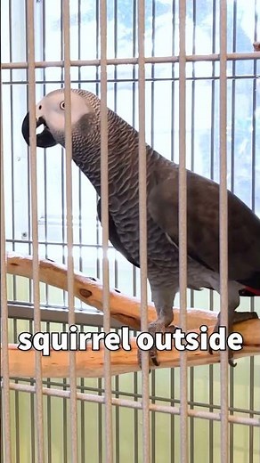 Squirrel Detector 🐿