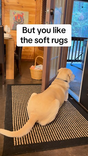 Our dog friendly cabins makes vacations easy for everyone to relax anyway they like. Dogs can just be dogs at Lazy Pines! 🐶 ￼ 📍 Filmed at Broken Bow, OK Lazy Pines cabins are putting the FRIENDLY back in dog friendly with vacation cabins designed FOR dogs! ✅ Fully fenced ☑️ Secluded & private 🐕Big dogs 🐾Multiple dogs 🚫 NO pet fees! 🐶 Reactive Dogs 🌲 Cabins in East TX, NM & OK 🗓️ LazyPinesCabins.com #lazypinescabins #lazypinesok #dogfriendlycabins #bigdogswelcome #fencedyard | Lazy Pines 