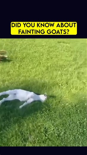 Science & Technology | Fainting goats, also known as myotonic goats, experience temporary muscle stiffening when startled or surprised, causing them to briefly... | Instagram