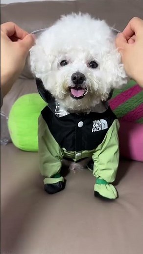 Keep Your Pup Dry! Best Raincoat for Rainy Days 🐶☔ #pet #dog
