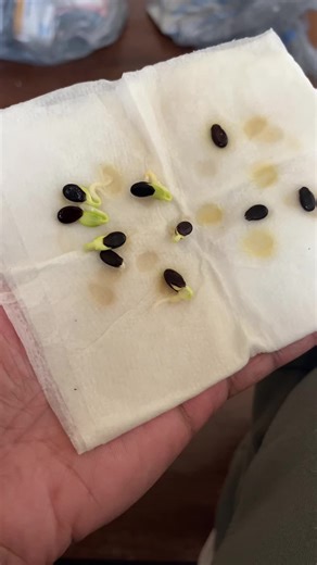 Germinating Watermelon Seeds: Tips for Beginners