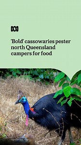 43K views · 317 reactions | Look, you do want to see a cassowary when visiting north Queensland’s World Heritage sites. But this is a little too close for comfort. ✍️ by Rachael Merritt via ABC North Qld. #ABCNews #WorldHeritage #Cassowaries | ABC Brisbane | Facebook