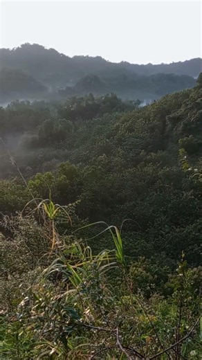 Misty Morning in the Wild Forest 🌿☁️ | Nature's Peaceful Awakening