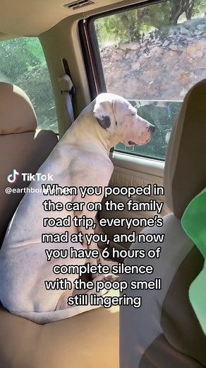 Dog Poops in Car: A Relatable Family Road Trip Moment