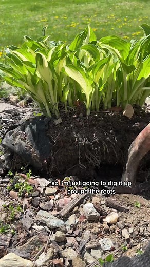 Transplanting Hostas: How to Split and Grow More in Your Garden