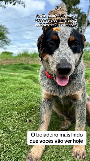 😍😍😍 #blueheeler #boiadeiroaustraliano #viral_video #burrilerboiadeiro #fyp #fouryou #cachorrotiktok #entregatiktok #burriller #cachorro #burriler