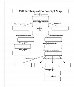 View 15 Cellular Respiration Concept Map Answers
