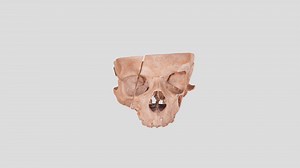 Sinus paranasales - 3D model by kucharm