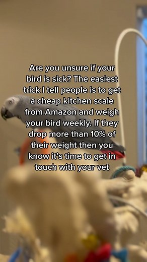 Bird Health: Weekly Routine for Parrots