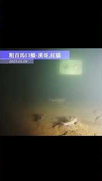 20250109粗首馬口鱲(溪哥, 紅貓, 闊嘴郎) #bitan #fishway #碧潭 #魚道