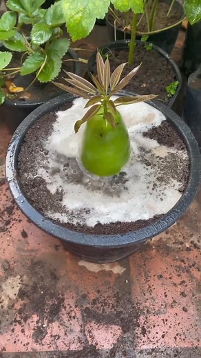 63K views · 881 reactions | #mixfruits #mango #gardening #propagation #plants Mango | Violita Padayon | Facebook