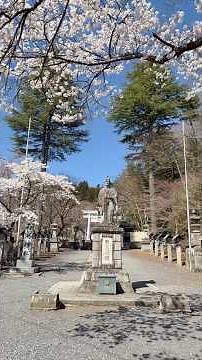 Introducing the cherry blossoms at Nanko Park in Shirakawa City, Fukushima Prefecture #FukushimaP...