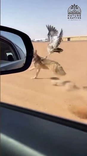 Roadrunner Nearly Takes Off as Coyote Misses by Inches! Desert Speed Chase #shortsfeed #wildlife