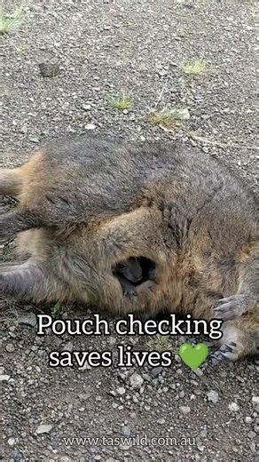spreading awareness and education videos so more people can save lives #checkapouch #savealife #tasmania #australia #marsupial
