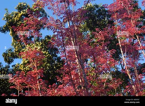 Chinese Toon Tree Stock Photo - Alamy