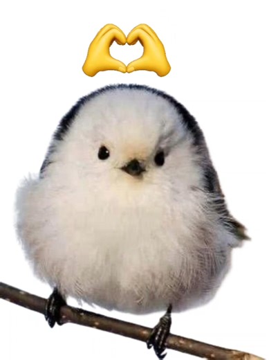 Delicious Chicken Recipes for Every Occasion