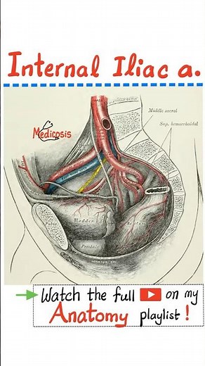 Internal Iliac Artery (IIA) branches - Anatomy of Pelvis and Perineum...#anatomy