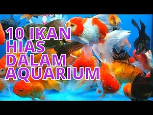10 Freshwater Ornamental Fish That Can Be Mixed in One Aquarium
