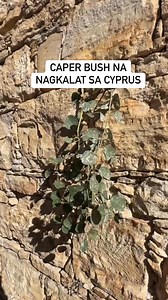 Caper bush na nagkalat sa cyprus #cyprus #caper #caperbush #foraging | Jomarie Yee