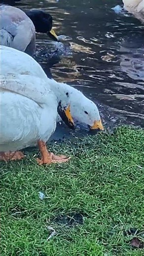 #duck #dabble #cuteanimals