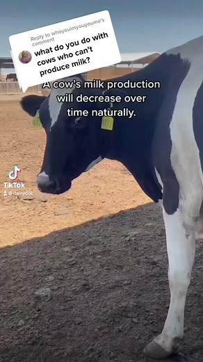Why Cows Stop Producing Milk: Dairy & Beef Explained