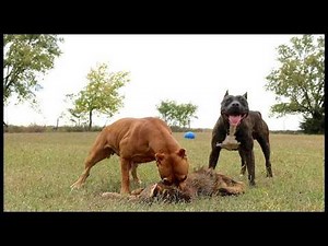 💥Ultimate Battle - Coyote vs. Pit Bull Terrier