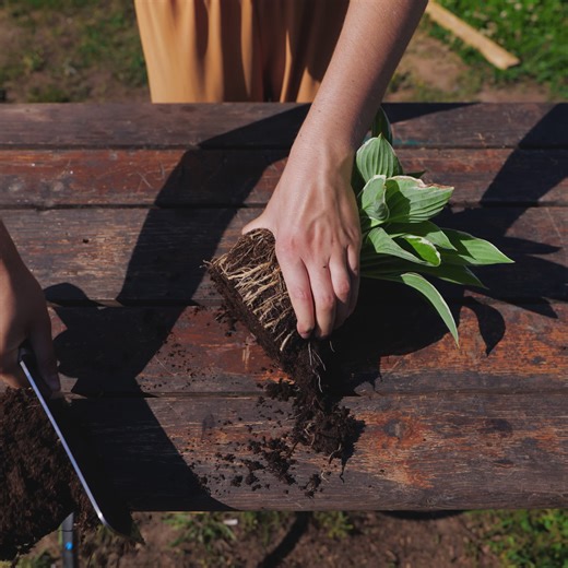 60K views · 79 reactions | Smart Gardening Tips for Lush, Thriving Plants | 3-Minute Hacks | Facebook