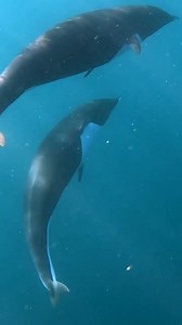 🎥: Adam Ernster Photography , @adamernsterwildlife · Northern right whale dolphins (Lissodelphis borealis) were spotted cruising through the waters of Monterey Bay, showcasing their remarkable speed and agility. These sleek, finless dolphins are built for efficiency, reaching speeds over 20 mph with minimal drag. Their vocal repertoire, consisting of high-frequency clicks and whistles (8–50 kHz), plays a vital role in echolocation and social coordination. As deep-diving predators, they help reg