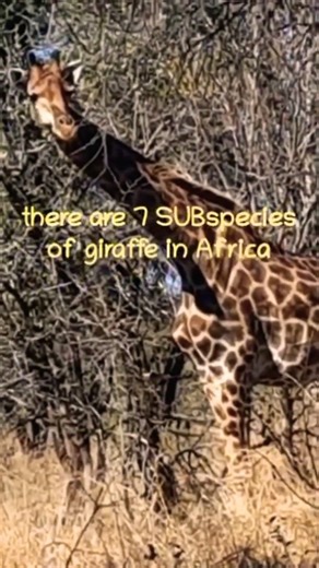 Did you know there are 7 subspecies of giraffe? #giraffe#wildlife#shorts