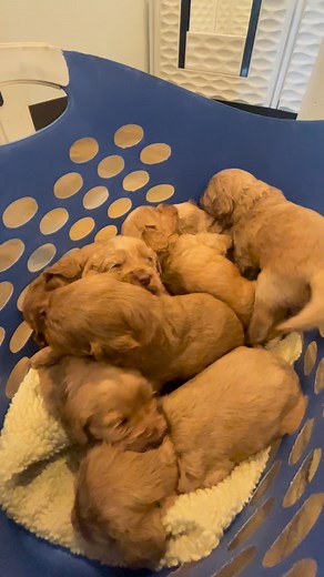 45 reactions · 3 comments | There’s nothing better than a snoozy pile of puppies 殺 Winter’s on its way ❄️ Find your snuggle buddy before the snow falls! Check out our website for more info! #australianlabradoodle #doodlelove #puppies #doodletales #newyorklabradoodles #alaalabradoodles #multigenerationallabradoodle #doodle #puppy | Lewis Manor Labradoodles | Facebook
