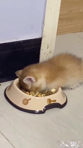 Eating and falling asleep#catsoftiktok #catvideo #cat #cute #fyp #funnycat