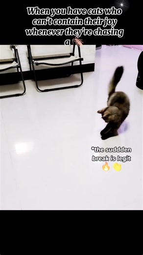 Happiness Unlocked: Cats vs 🪳