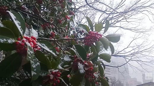 細かい雪が舞う広島市内