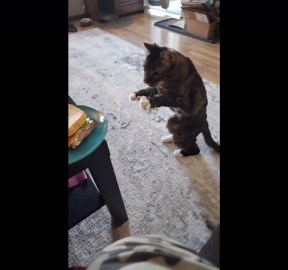 Cat can't help but walk in a funny manner due to undetermined medical issues