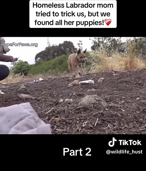 Heartwarming Rescue: Homeless Labrador Mom & Puppies Found!