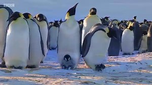 Snow Chick A Penguin's Tale (2015) - video Dailymotion