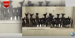 Dog cloned record 49 times! (video) - ProtoThema English
