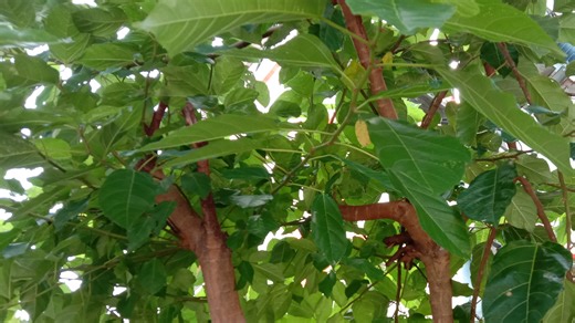 What To Do When Your Trees Aren't Supplying Fruit - House Digest