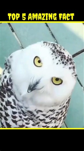 Top 5 amazing fact. #shorts