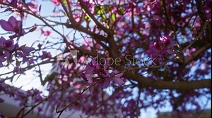 A vibrant cercis siliquastrum, commonly known as the judas tree, covered in purple blossoms under the spring sunlight in puglia, italy, showcasing the beautiful flowering branches outdoors.