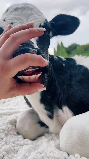 Interesting Cow Teeth Facts Revealed 🐄