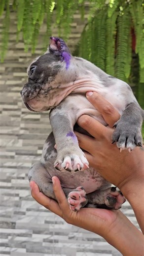 Exotic Bully Overview: Merle Bully Insights