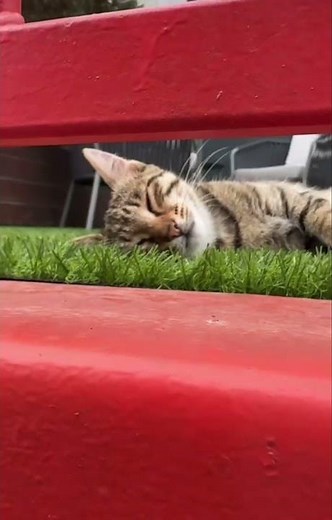 It’s all too much, for the little Baku paddock cat 😴 #F1 #Formula1 #AzerbaijanGP