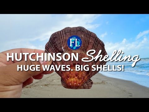 Hutchison Island 🐚 Shelling Big Waves