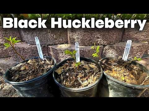 How to Grow Black Huckleberries in Containers