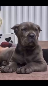 Cane Corso 🫡🫡🫡🤩 | DOG EGYPT