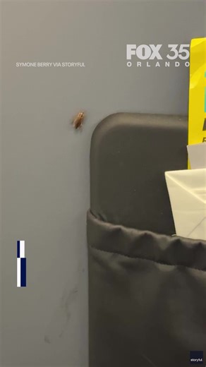 38K views · 158 reactions | 荒✈️ WATCH: A horrified Spirit Airlines passenger said she’ll never fly the airline again after filming two huge roaches crawling inside the cabin. Read the full story here: bit.ly/43jXDh0 | FOX 35 Orlando | Facebook